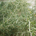 Baie de goji noir aux herbes médicinales